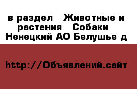  в раздел : Животные и растения » Собаки . Ненецкий АО,Белушье д.
